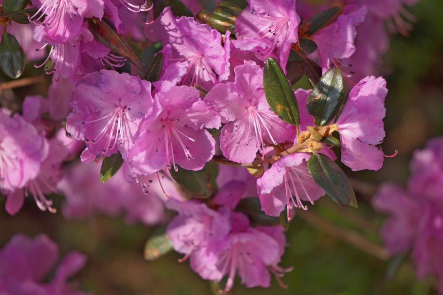 Рододендрон каролинский элит