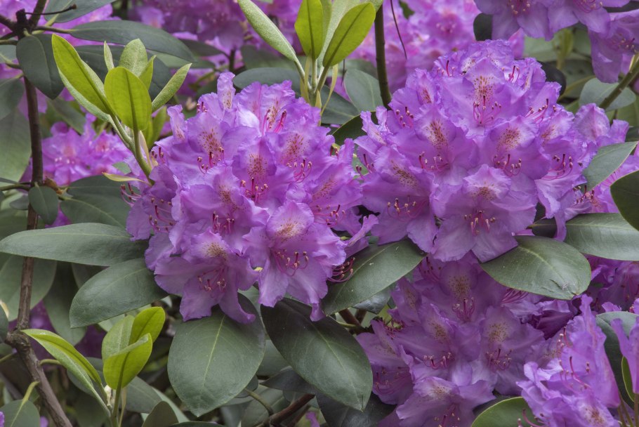 Рододендрон гибридный пурпуреум грандифлорум