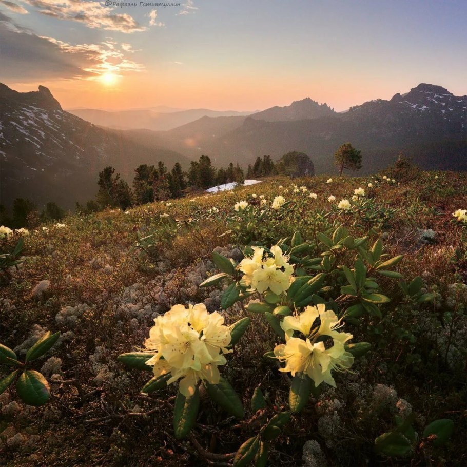Рододендрон золотистый кашкара