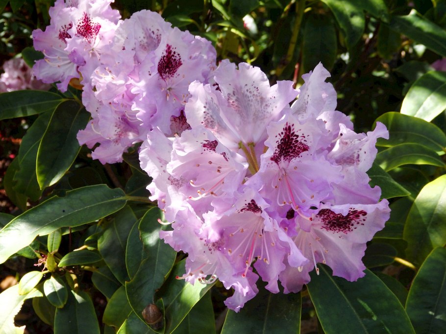 Rhododendron simsii
