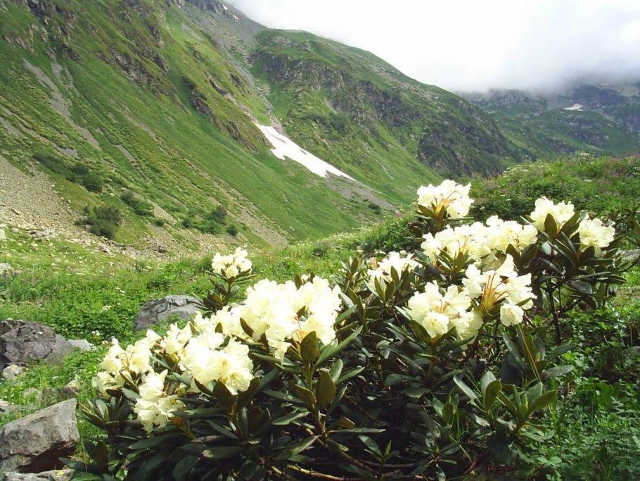 Рододендрон Западный Rhododendron occidentale