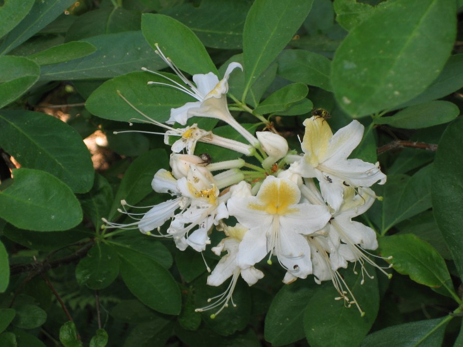Рододендрон западный rhododendron occidentale