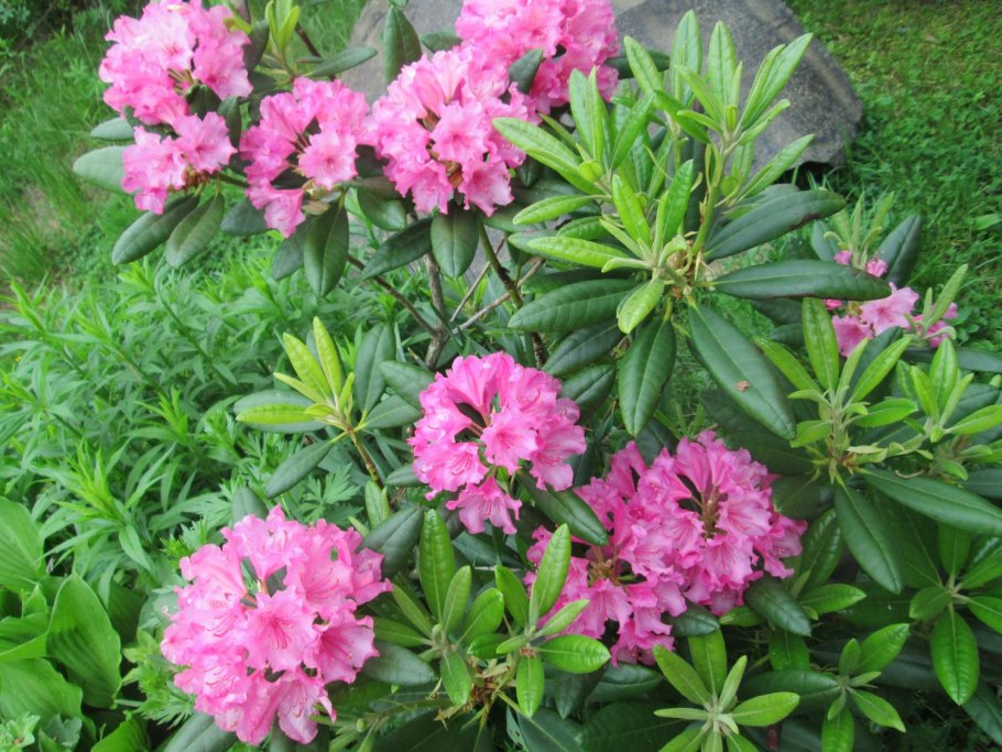 Рододендрон гибридный гаага