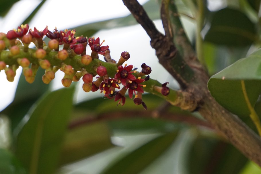 Пилокарпус ПЕРИСТОЛИСТНЫЙ