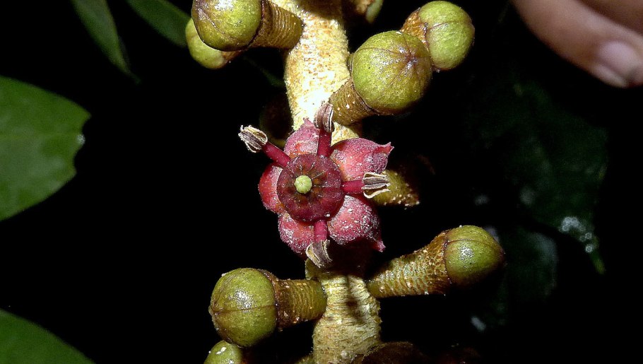 Пилокарпус Яборанди