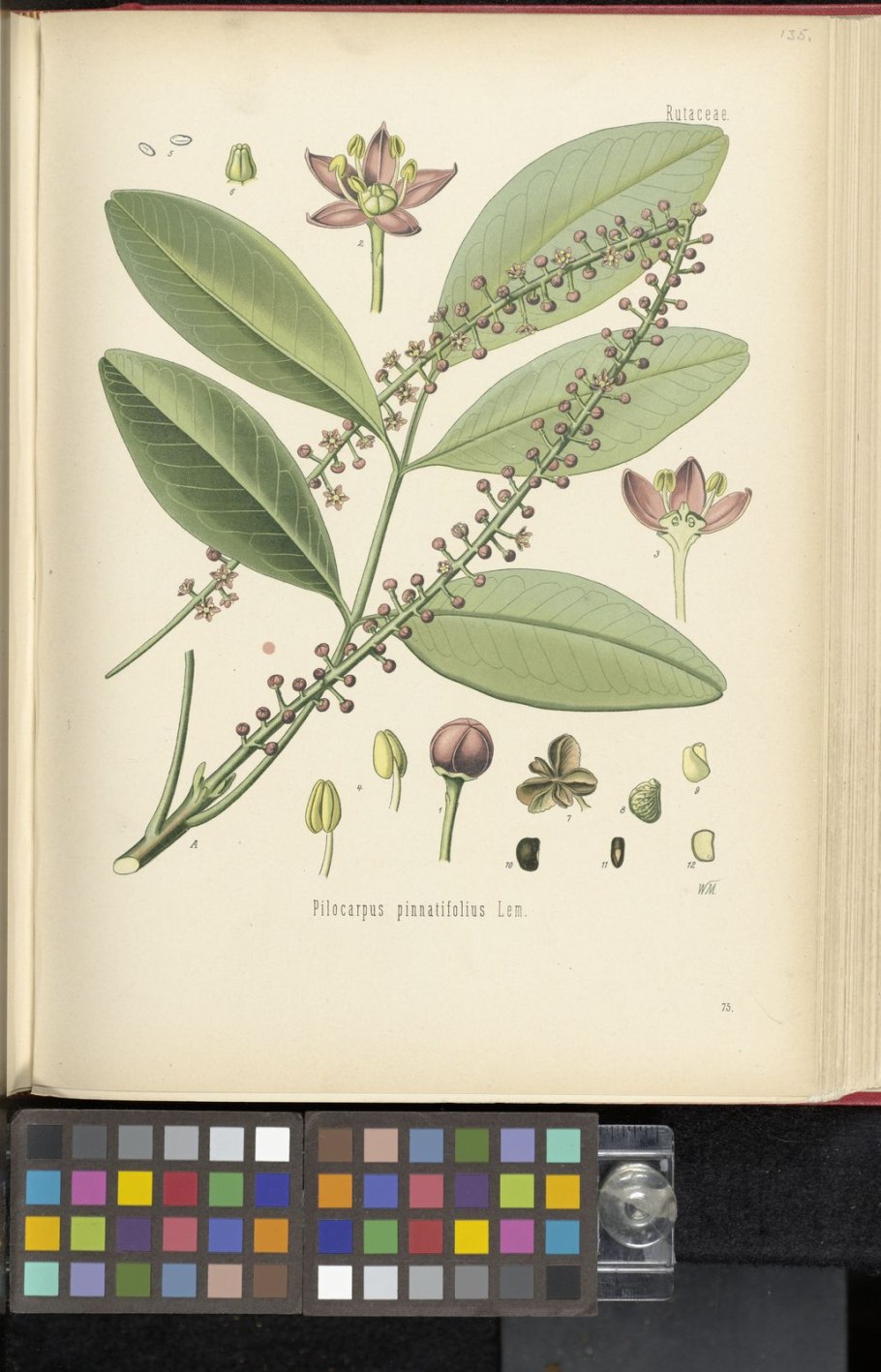 Пилокарпус микроскопия