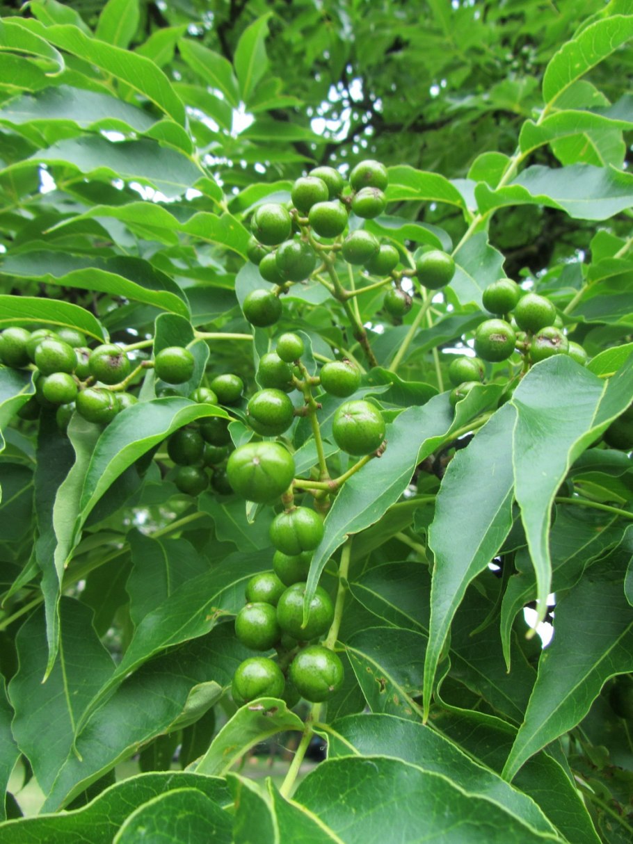 Фикус пунктата