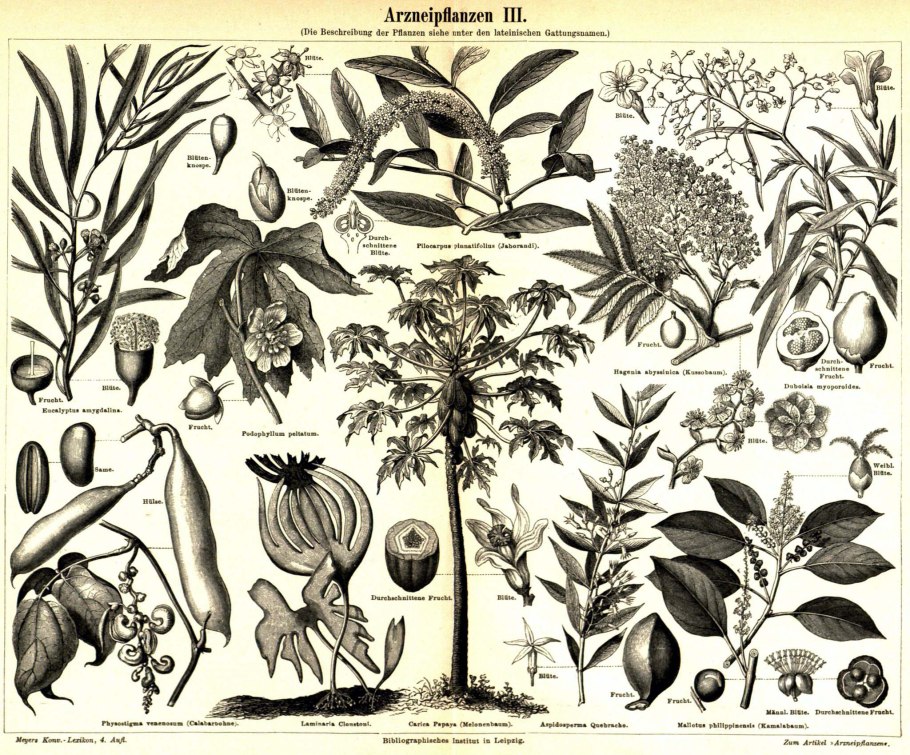 Гравюры растения