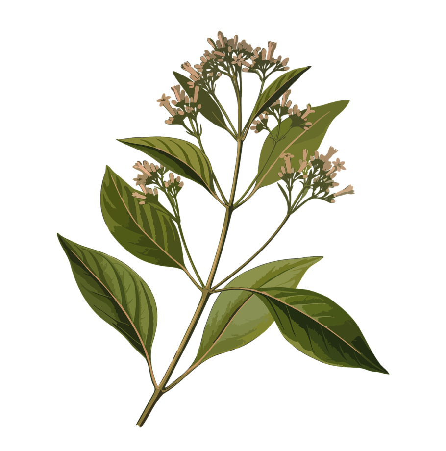 Гуайява дерево