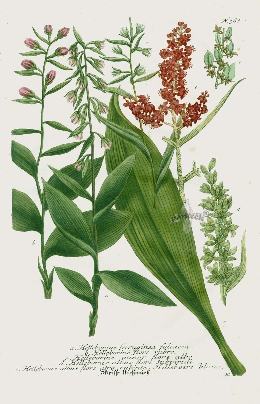 Цинхона красносоковая