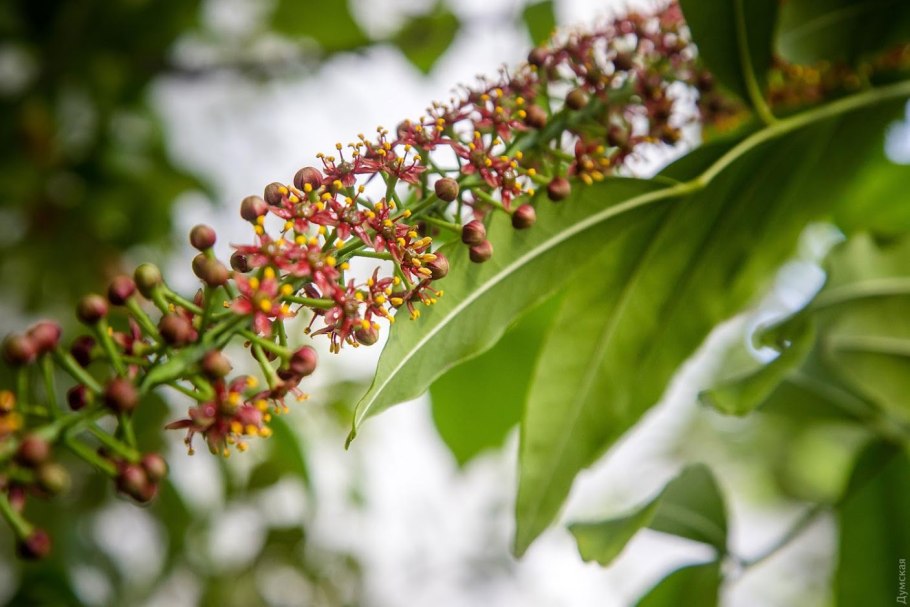 Пилокарпус ПЕРИСТОЛИСТНЫЙ