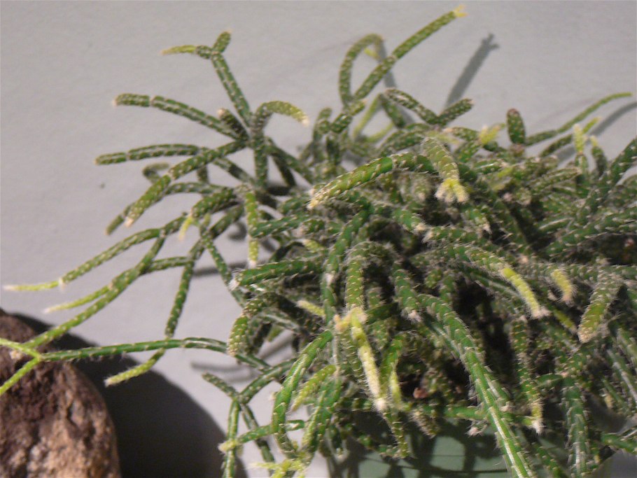 Джесси Джейн медсестра