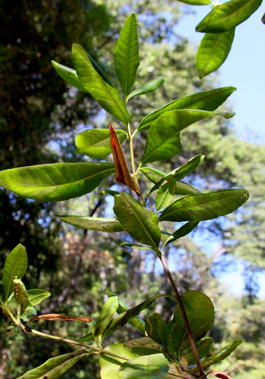 Растения для гербария с названиями