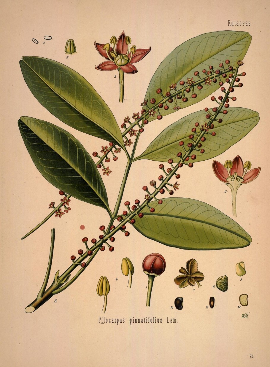 Пилокарпус ПЕРИСТОЛИСТНЫЙ