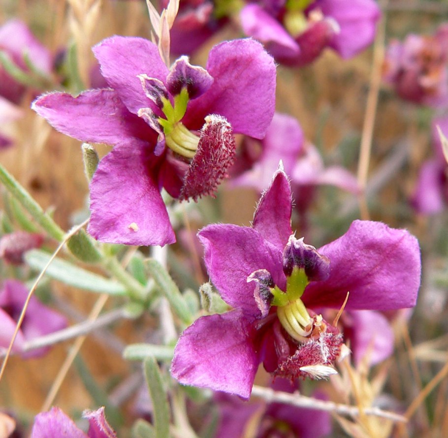 Крамерия прямостоячая