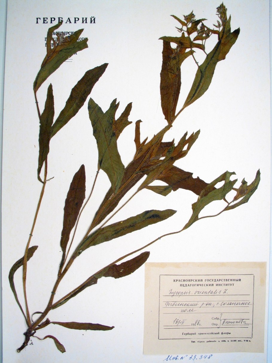 Скумпия Рубелла