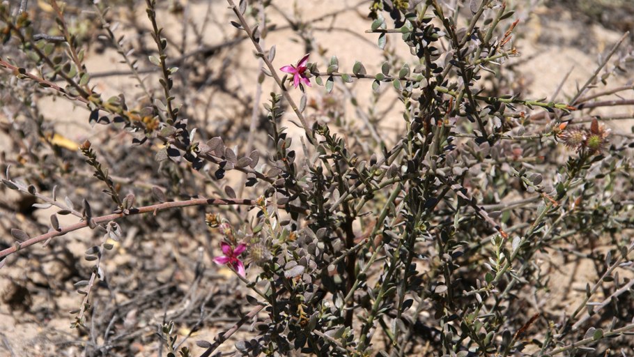 Холодильник Toshiba gr-rt565rs(LS)