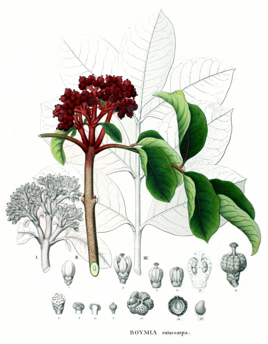 Ратания растение