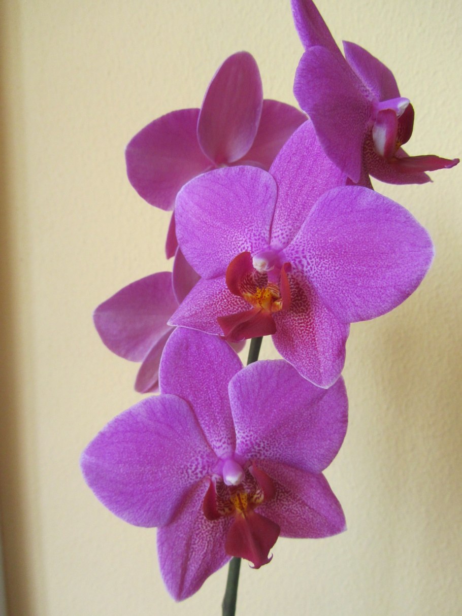 Орхидеи фаленопсис