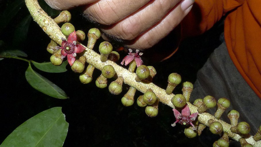 Схема ботаника раувольфия