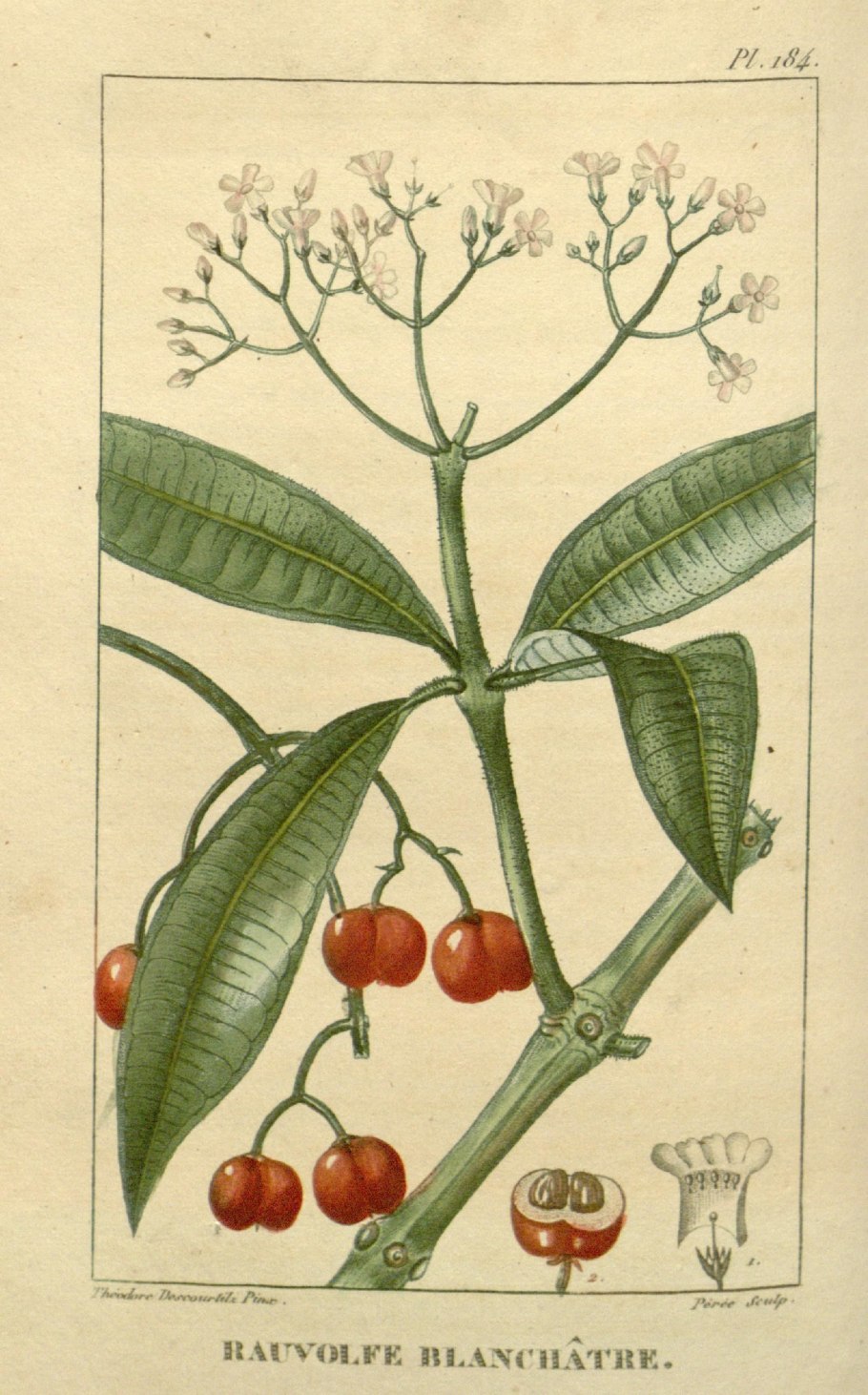 Хинное дерево (Cinchona)