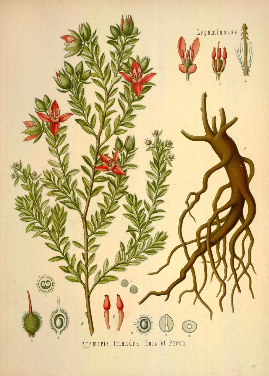 Орхидея фаленопсис паук