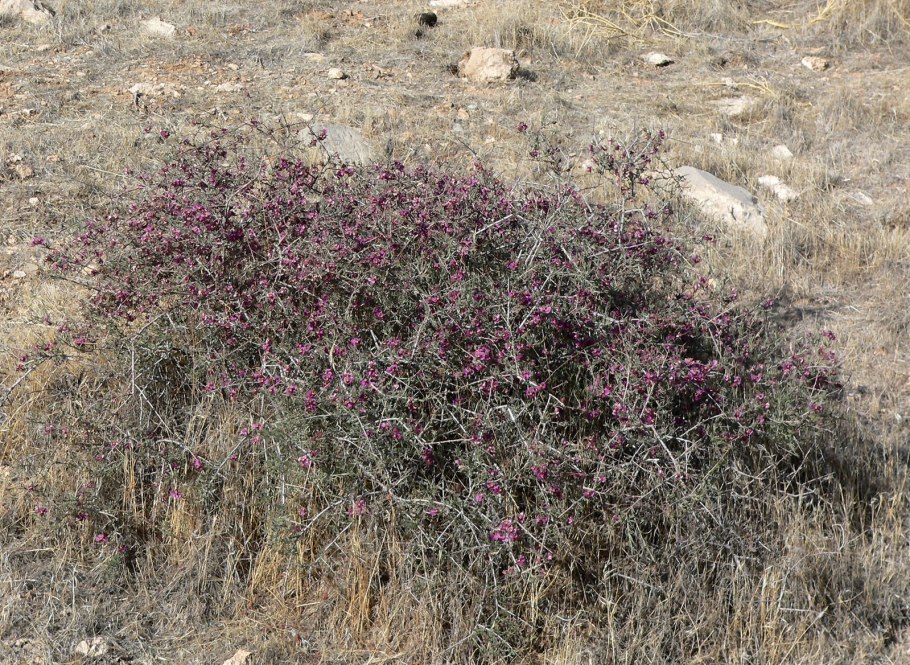 Алкалоид берберин относится к производным