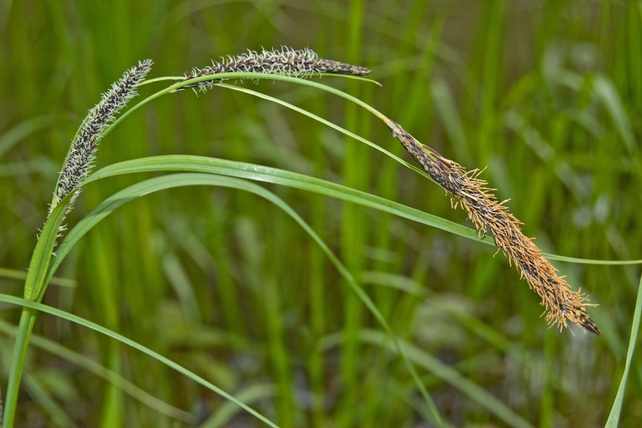 Осока острая (Carex acuta)
