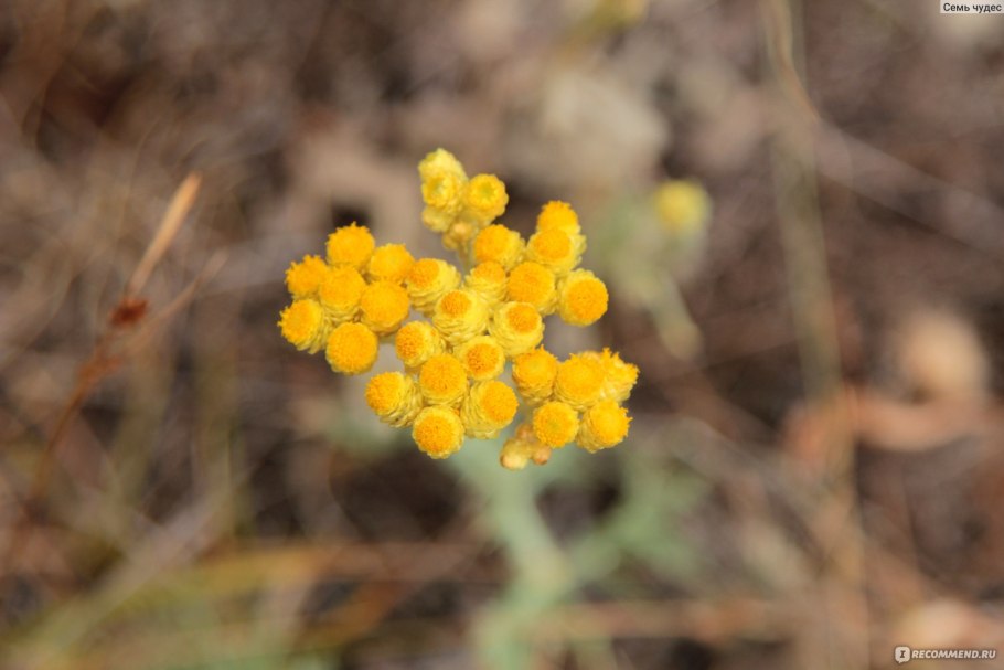 Бессмертник песчаный (цмин).
