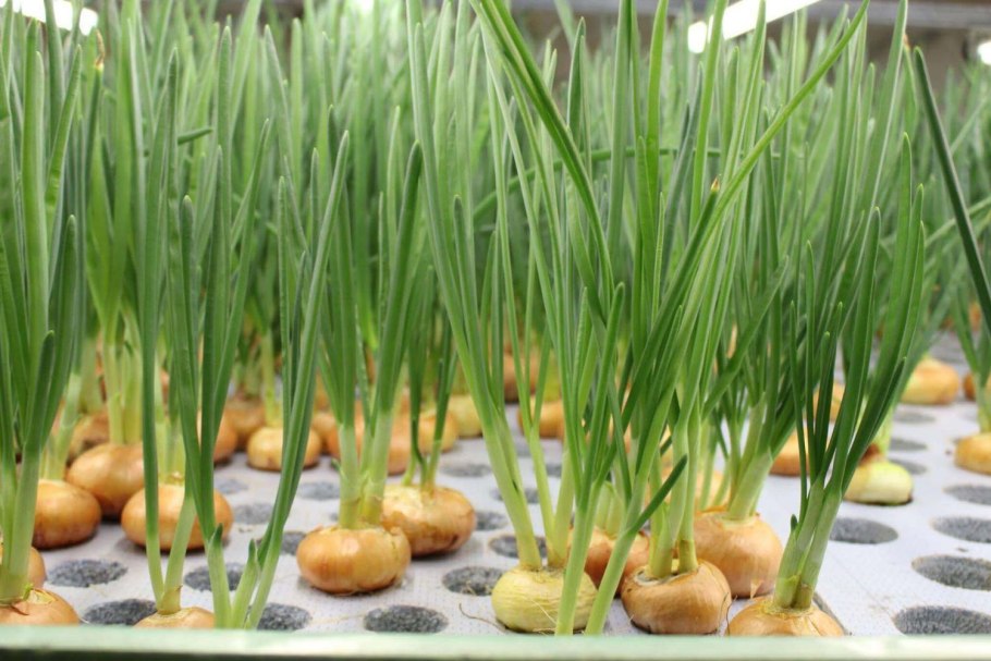 Лук шалот лук порей лук зелёный