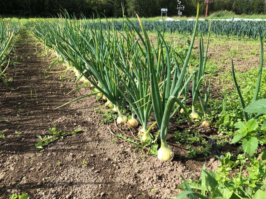 Огородники выращивают лук