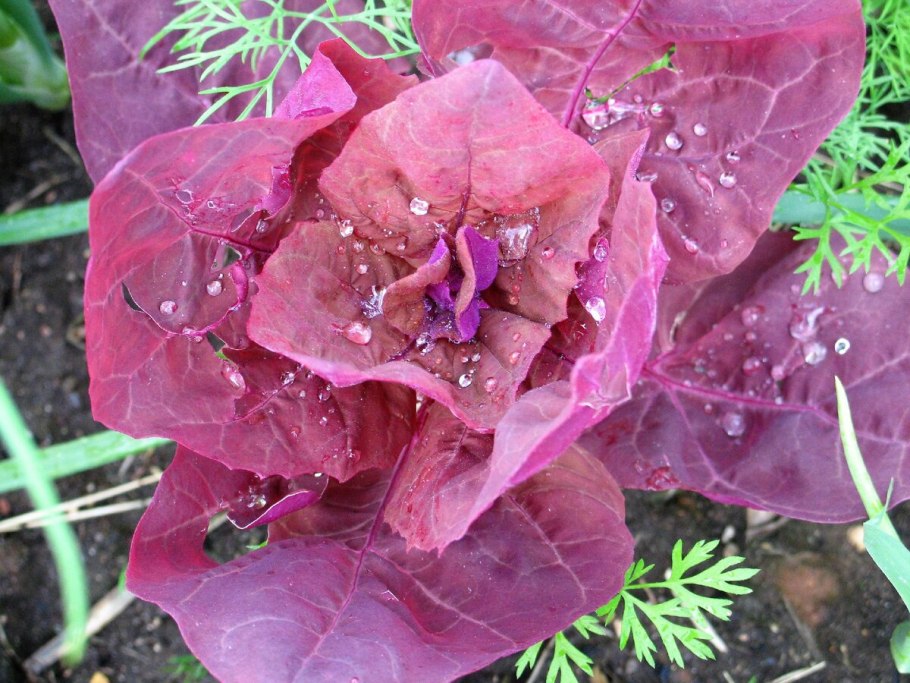 Лебеда краснолистная Садовая