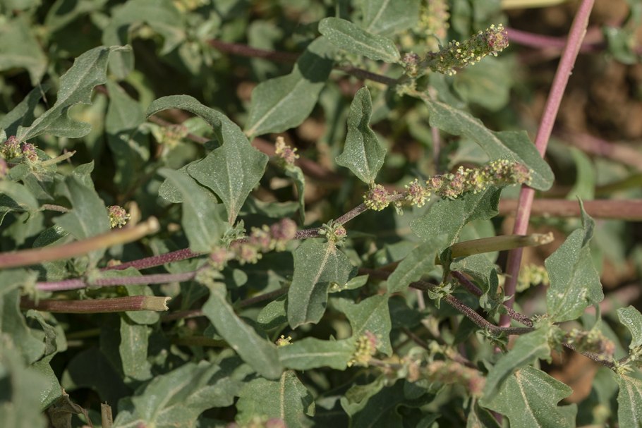 Марь сизая (chenopodium glaucum)