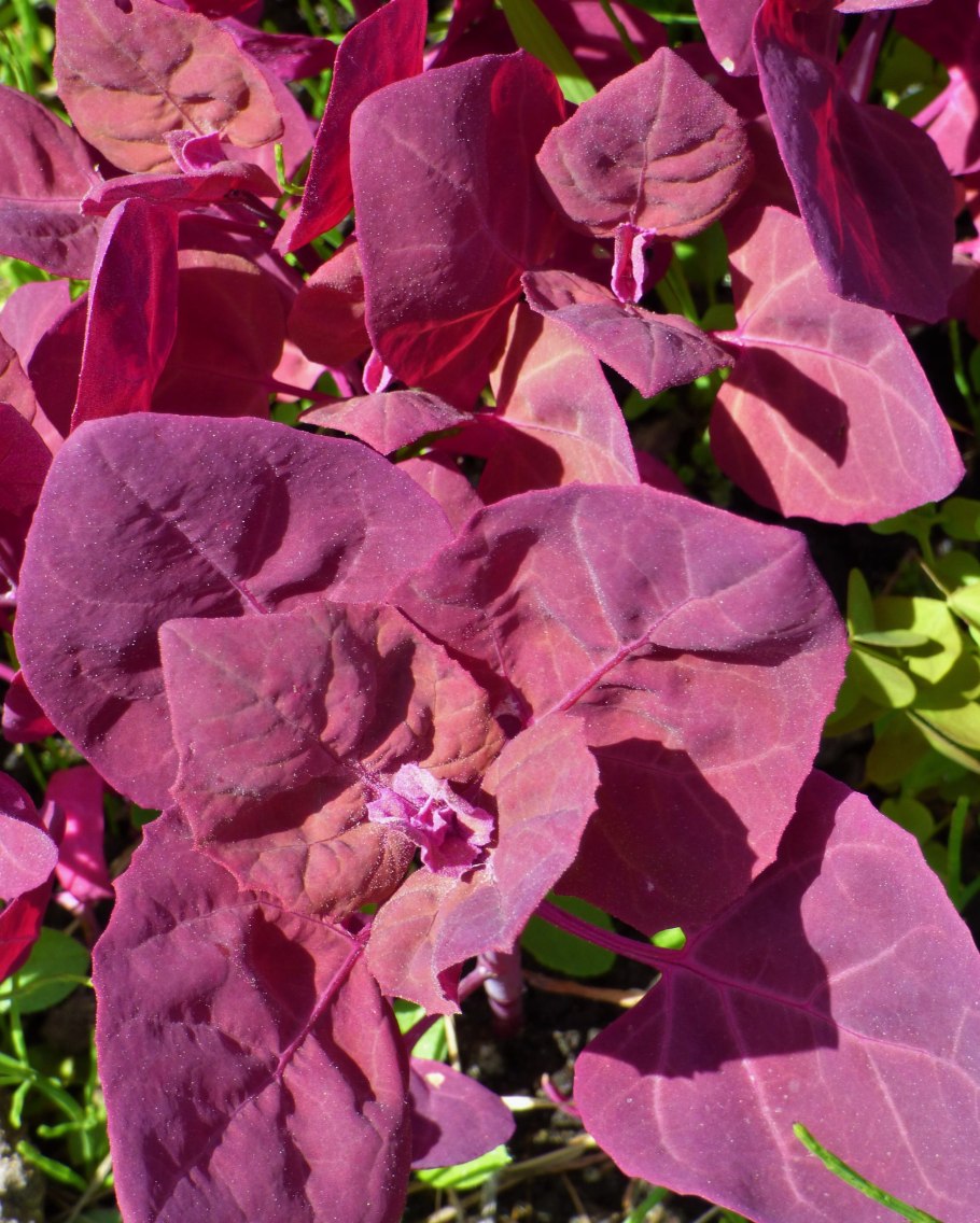 Лебеда садовая (атриплекс)