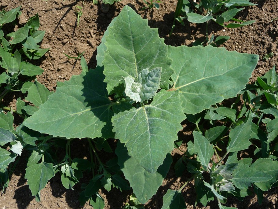 Atriplex sagittata
