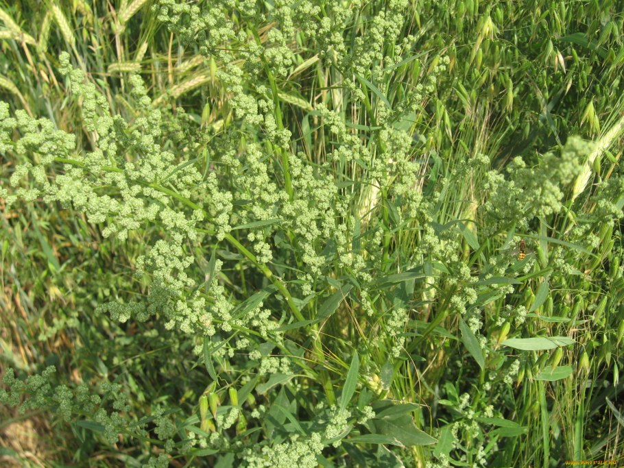 Лебеда чечевицеобразная