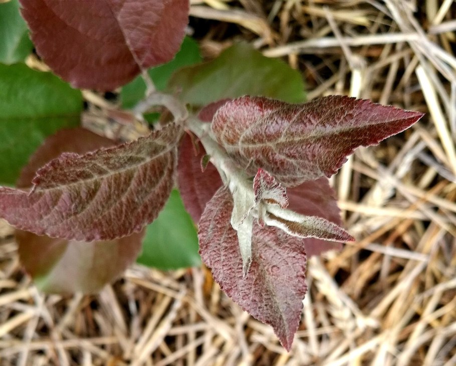 Лебеда Садовая фиолетовая
