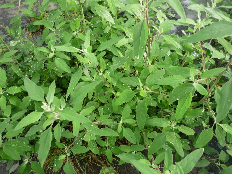 Лебеда трава