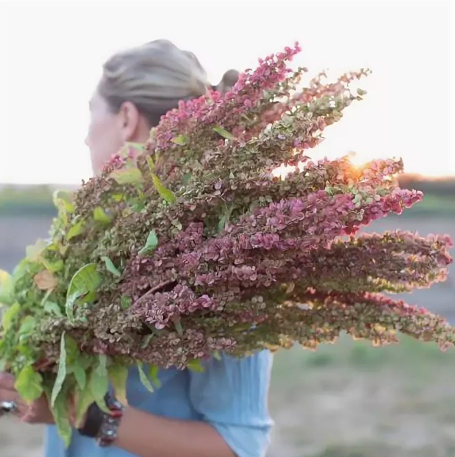 Атриплекс (лебеда)