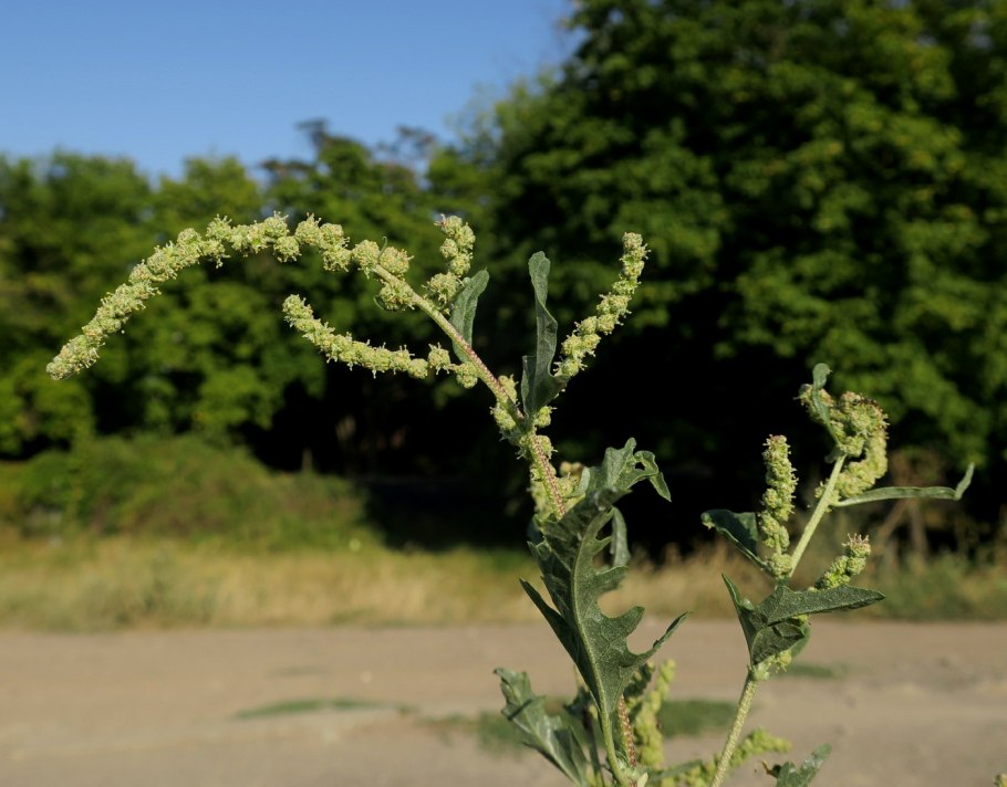Лебеда татарская (atriplex tatarica)