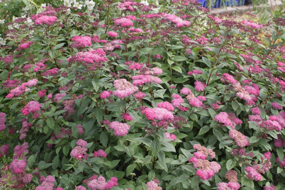 Спирея Бумальда Spiraea bumalda