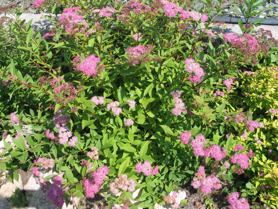 Спирея бумальда антони ватерер