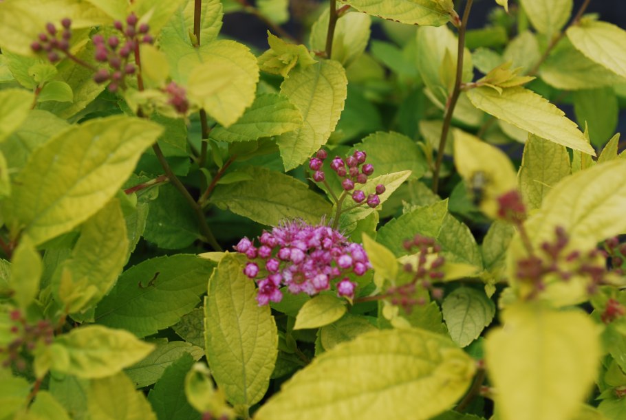 Спирея Антони Ватерер