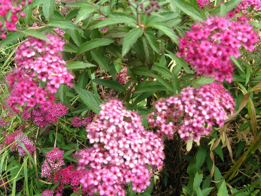 Спирея японская Бумальда