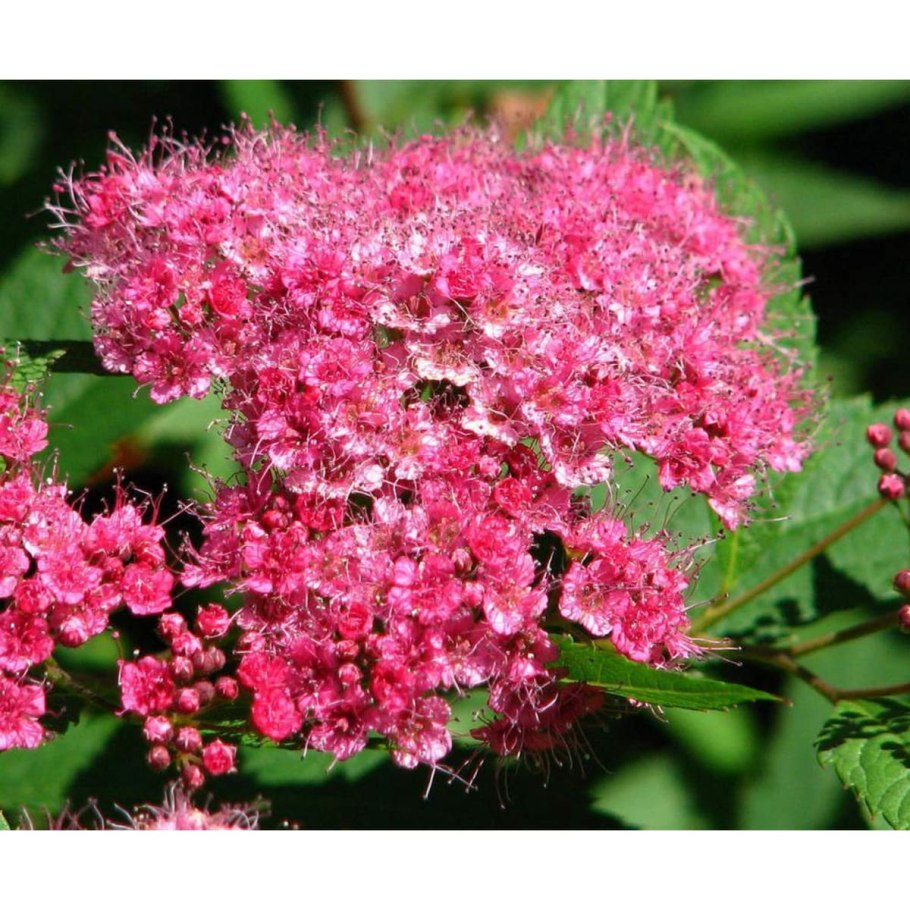 Спирея Бумальда метельчатая