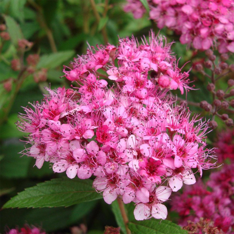 Спирея Бумальда Антони Ватерер