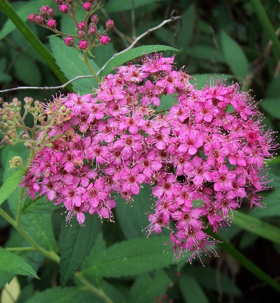 Спирея Бумальда Антони