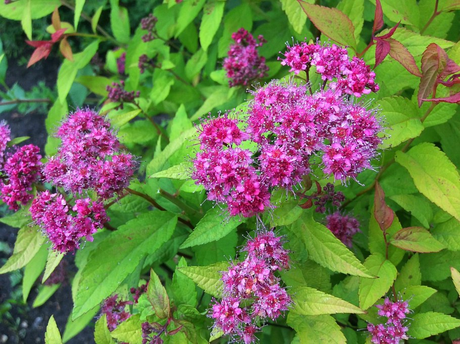 Спирея Энтони Ватерер