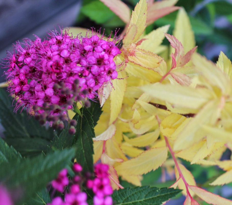 Спирея Бумальда Антони Ватерер