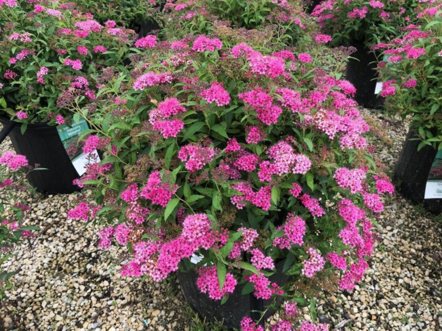 Спирея Фришиана (Spiraea fritschiana 'Pink Parasols&#96;)